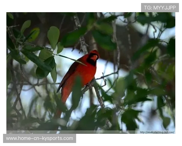 红雀又掉链子，主帅表情说明一切，红雀怎么样